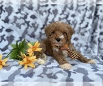 Small #1 Cavapoo (Miniature)