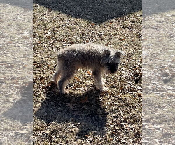 Medium Photo #9 Mutt Puppy For Sale in St. Louis Park, MN, USA