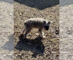 Small #8 Mutt