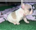 Small Photo #5 French Bulldog Puppy For Sale in PORT SAINT LUCIE, FL, USA