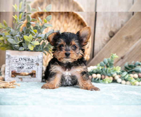 Medium Photo #9 Yorkshire Terrier Puppy For Sale in GREENWICH, OH, USA