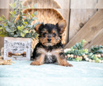 Small Photo #9 Yorkshire Terrier Puppy For Sale in GREENWICH, OH, USA