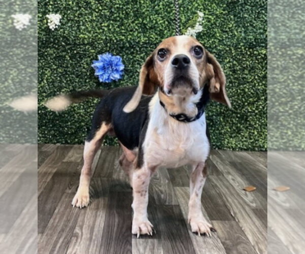 Medium Photo #7 Beagle Puppy For Sale in Dunnellon, FL, USA