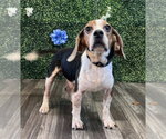 Small #6 Beagle