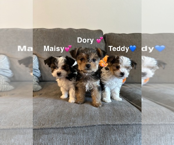 Medium Photo #1 Morkie Puppy For Sale in COLORADO SPRINGS, CO, USA