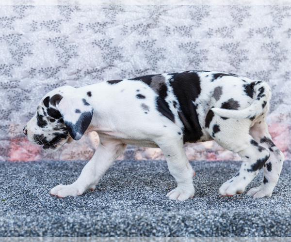 Medium Photo #13 Great Dane Puppy For Sale in WAKARUSA, IN, USA