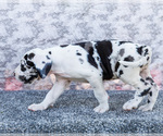 Small #12 Great Dane