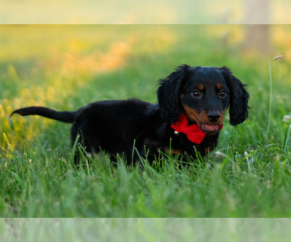 Medium Photo #15 Dachshund Puppy For Sale in WARSAW, IN, USA