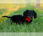Small Photo #15 Dachshund Puppy For Sale in WARSAW, IN, USA