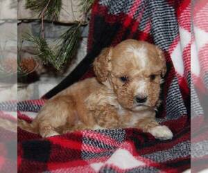 Goldendoodle-Poodle (Miniature) Mix Puppy for sale in STANLEY, WI, USA