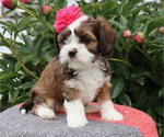 Puppy Sierra Cava-Tzu