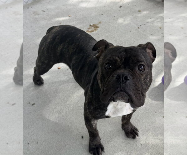 Medium Photo #1 Bulldog-Unknown Mix Puppy For Sale in Raleigh, NC, USA