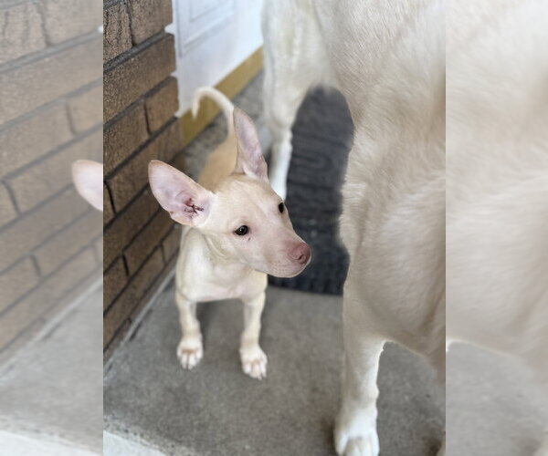 Medium Photo #2 Siberian Husky-Unknown Mix Puppy For Sale in Springdale, PA, USA
