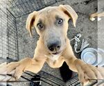 Small #2 Mutt
