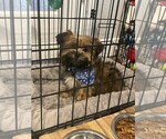 Small Photo #6 Shorkie Tzu Puppy For Sale in COLORADO SPRINGS, CO, USA