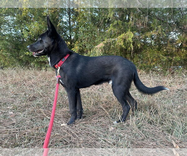 Medium Photo #3 German Shepherd Dog-Unknown Mix Puppy For Sale in La Grange , NC, USA