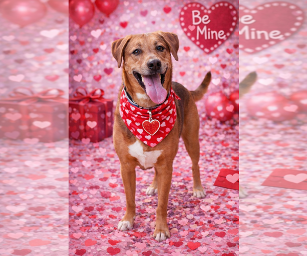 Medium Photo #2 Mutt Puppy For Sale in Garner, NC, USA