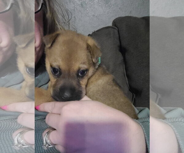 Medium Photo #2 Mutt Puppy For Sale in New London, WI, USA