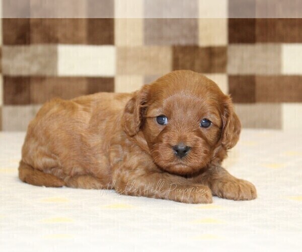 Medium Photo #2 Cavapoo (Miniature) Puppy For Sale in DENVER, PA, USA