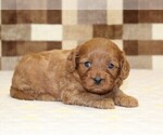 Small #1 Cavapoo (Miniature)