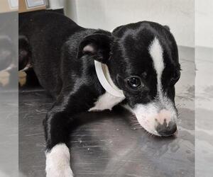 Chihuahua Dogs for adoption in Bakersfield, CA, USA