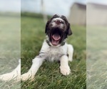 Small Photo #41 Goldendoodle Puppy For Sale in HOWARD CITY, MI, USA