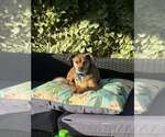 Small #1 Chihuahua Mix