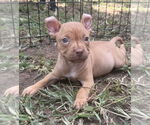 Small Mutt