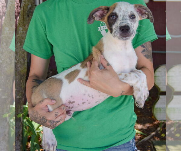 Medium Photo #2 American Staffordshire Terrier-Boxer Mix Puppy For Sale in Huntley, IL, USA