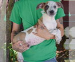 Small #1 American Staffordshire Terrier-Boxer Mix
