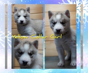 Siberian Husky Puppy for Sale in FORT PLAIN, New York USA