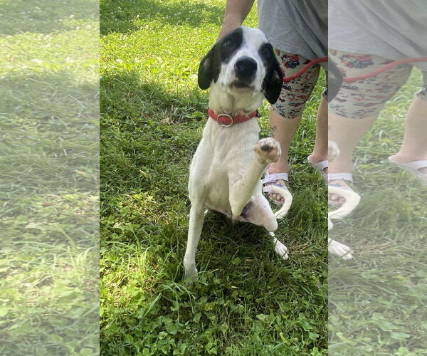 Medium Photo #1 Mutt Puppy For Sale in Sparta, TN, USA