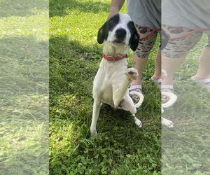 Mutt Dogs for adoption in Sparta, TN, USA
