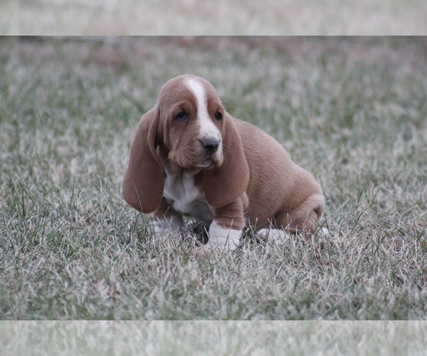 Medium Photo #10 Basset Hound Puppy For Sale in MEMPHIS, MO, USA