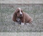Small Photo #10 Basset Hound Puppy For Sale in MEMPHIS, MO, USA