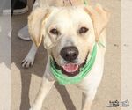 Small #3 Labrador Retriever Mix