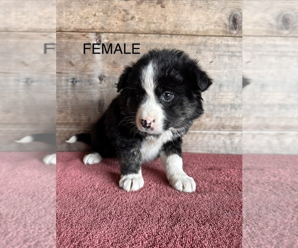 Medium Photo #13 Border Collie Puppy For Sale in VERMONTVILLE, MI, USA