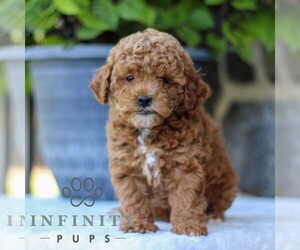 Goldendoodle (Miniature) Puppy for sale in EAST EARL, PA, USA