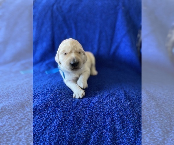 Medium Photo #15 Goldendoodle Puppy For Sale in MORENO VALLEY, CA, USA