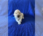 Small Photo #15 Goldendoodle Puppy For Sale in MORENO VALLEY, CA, USA