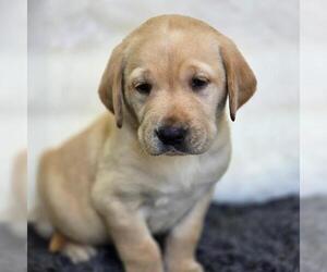 Labrador Retriever Dogs for adoption in San Diego, CA, USA