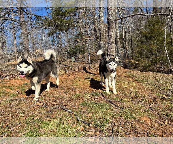 Medium Photo #5 Siberian Husky Puppy For Sale in Randleman , NM, USA