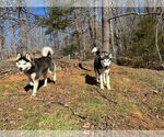 Small #4 Siberian Husky