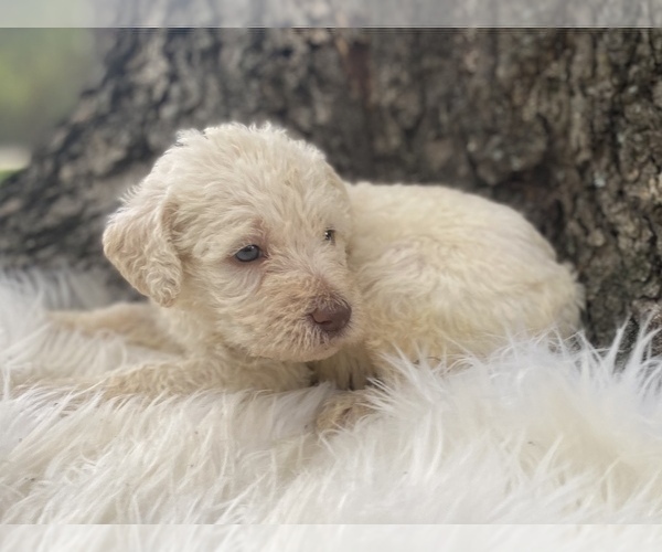 Medium Photo #5 Goldendoodle Puppy For Sale in CANON, GA, USA