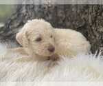 Small Photo #5 Goldendoodle Puppy For Sale in CANON, GA, USA