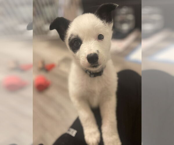 Medium Photo #1 Huskies -Labrador Retriever Mix Puppy For Sale in Princeton, MN, USA