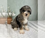 Small #2 Bernedoodle (Miniature)