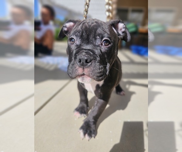 Medium Photo #1 American Bully Puppy For Sale in QUARTZ HILL, CA, USA