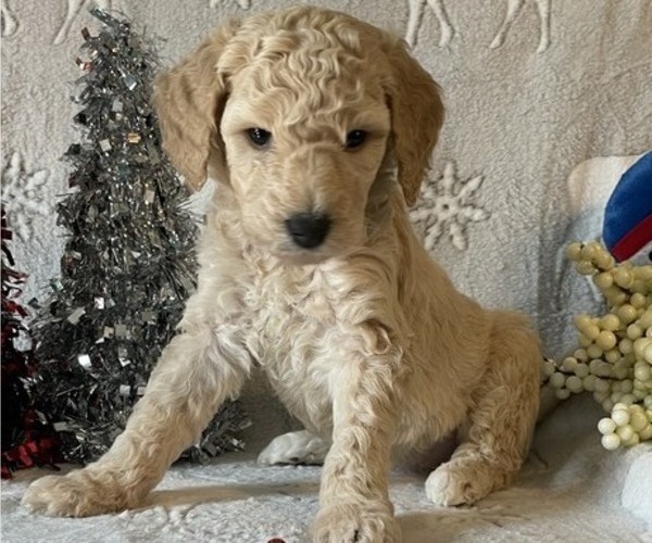 Medium Photo #2 Poodle (Standard) Puppy For Sale in BLOUNTVILLE, TN, USA