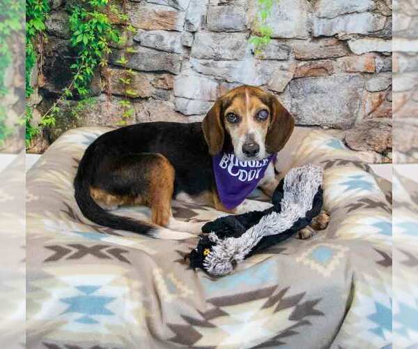 Medium Photo #5 Beagle Puppy For Sale in Kennesaw, GA, USA